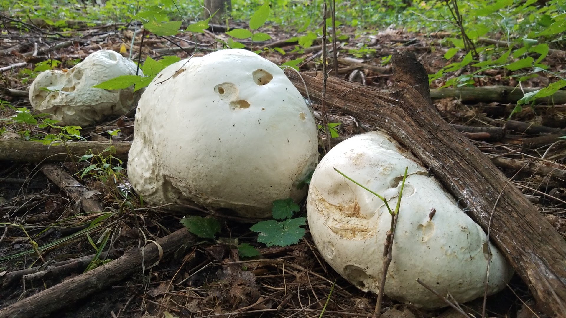 The Giant Puffball Calvatia gigantea